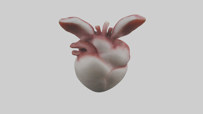 3D model Rabbit Heart VR / AR / low-poly