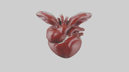 3D model Rabbit Heart VR / AR / low-poly