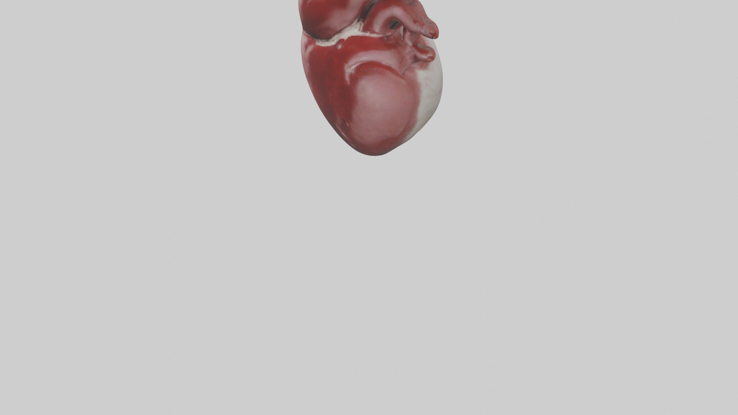 3D model Rabbit Heart VR / AR / low-poly