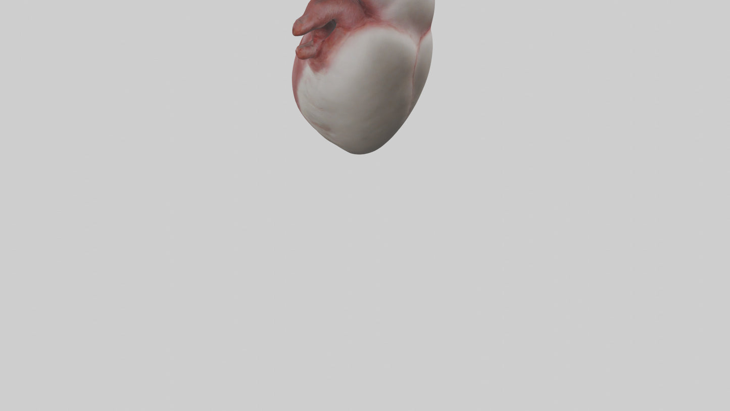 3D model Rabbit Heart VR / AR / low-poly