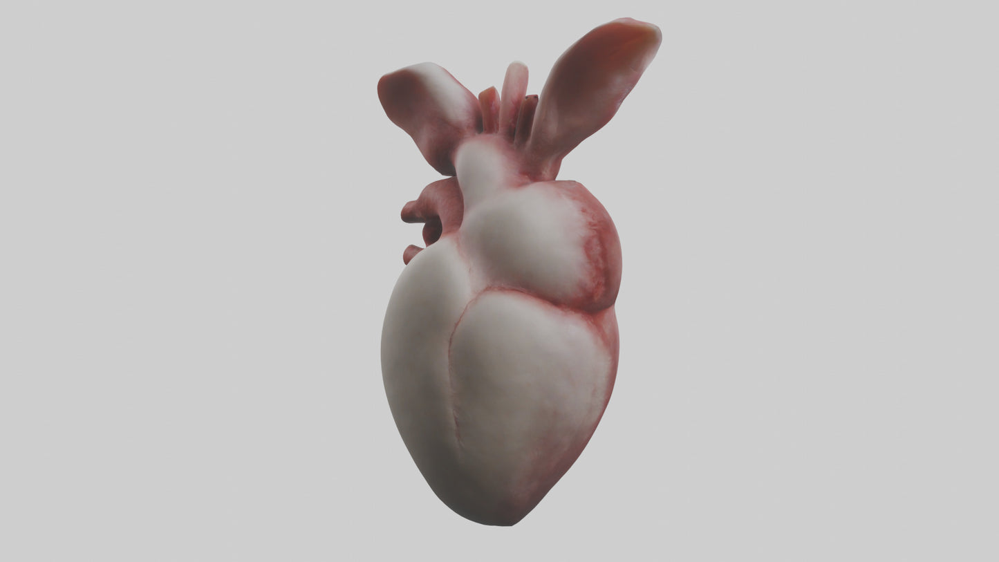 3D model Rabbit Heart VR / AR / low-poly