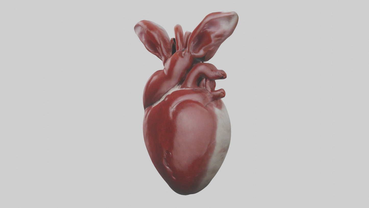 3D model Rabbit Heart VR / AR / low-poly