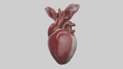 3D model Rabbit Heart VR / AR / low-poly