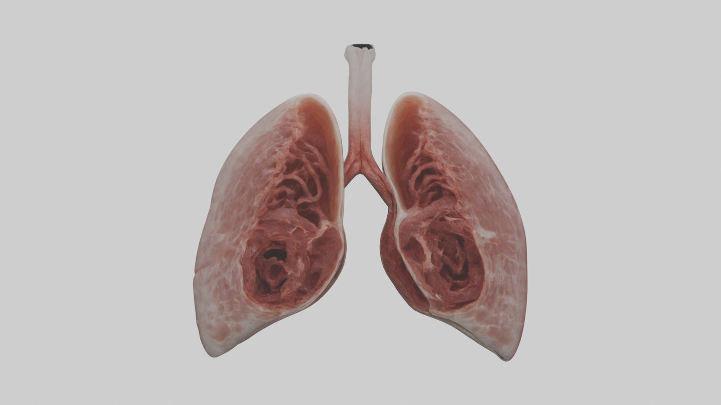 3D model Rabbit Lungs VR / AR / low-poly