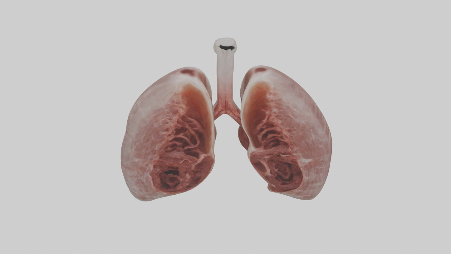 3D model Rabbit Lungs VR / AR / low-poly