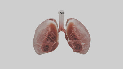 3D model Rabbit Lungs VR / AR / low-poly