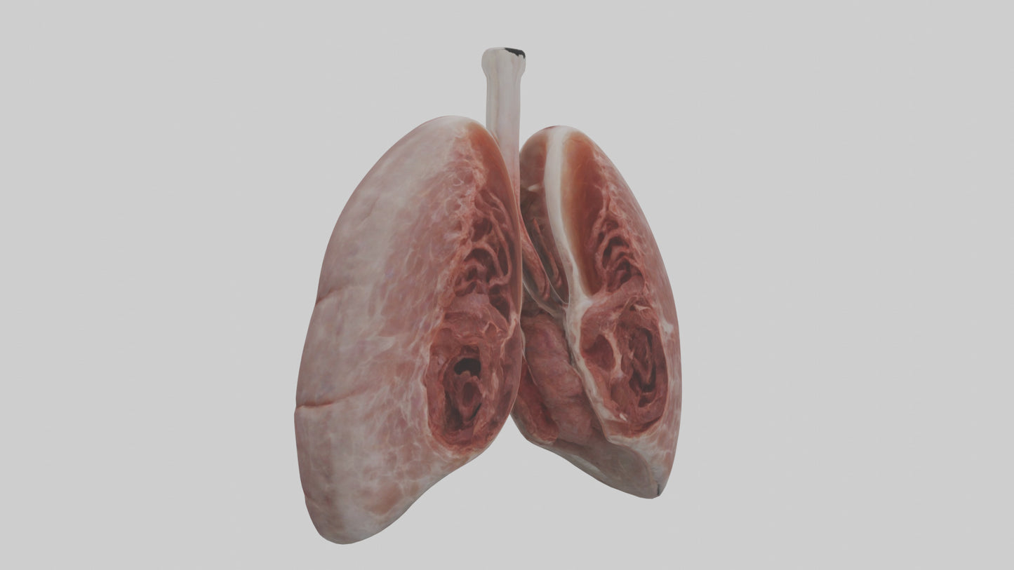 3D model Rabbit Lungs VR / AR / low-poly