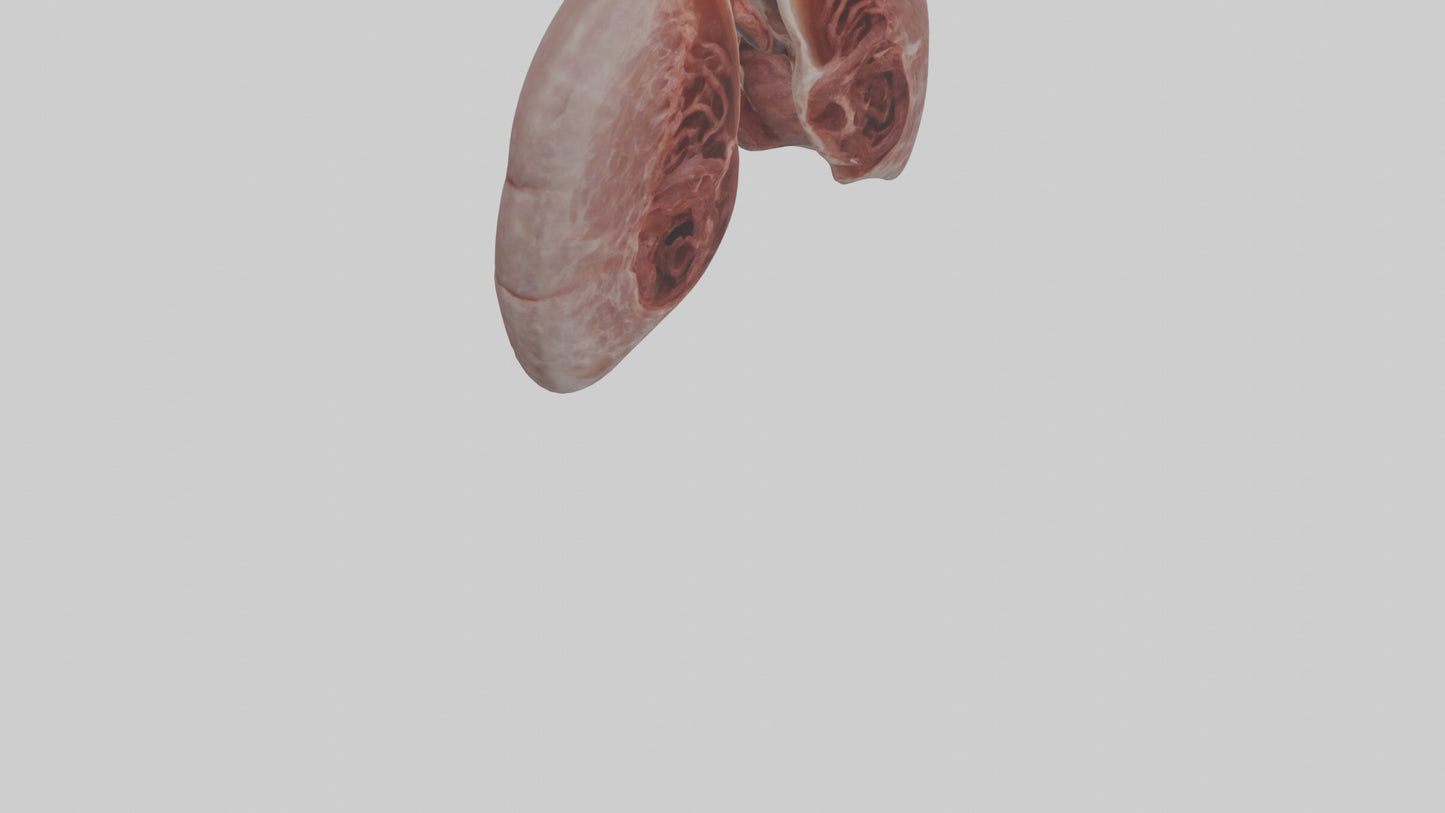 3D model Rabbit Lungs VR / AR / low-poly