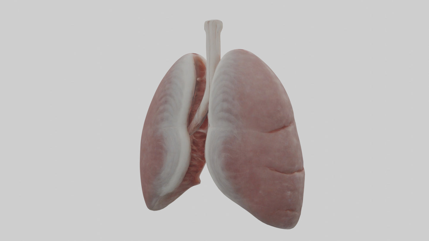 3D model Rabbit Lungs VR / AR / low-poly