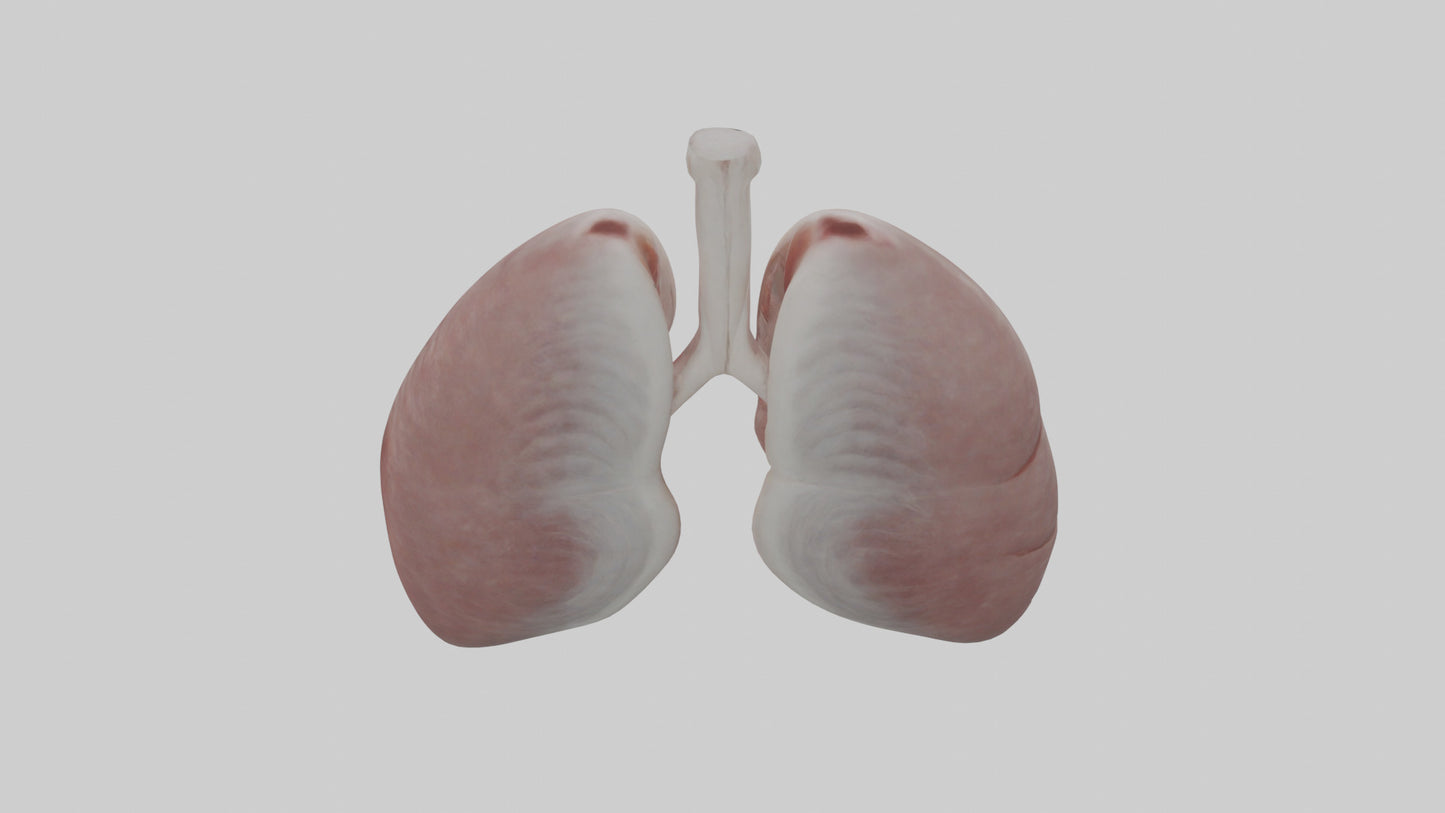 3D model Rabbit Lungs VR / AR / low-poly
