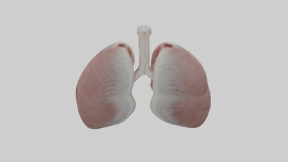 3D model Rabbit Lungs VR / AR / low-poly