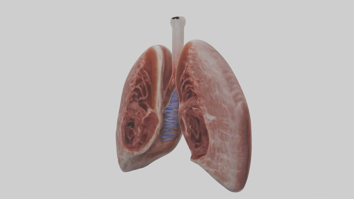 3D model Rabbit Lungs VR / AR / low-poly