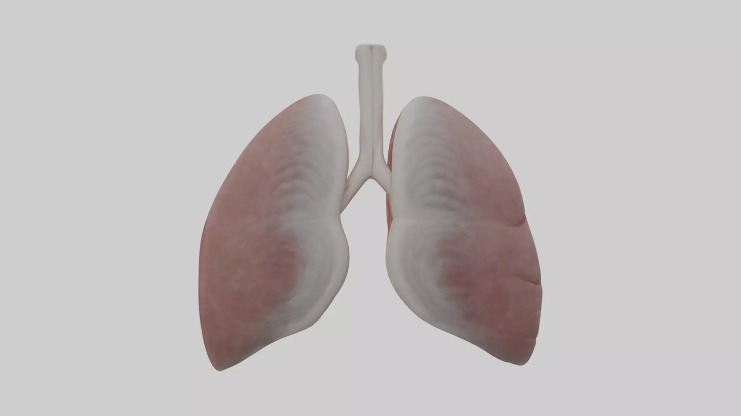 3D model Rabbit Lungs VR / AR / low-poly