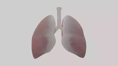 3D model Rabbit Lungs VR / AR / low-poly