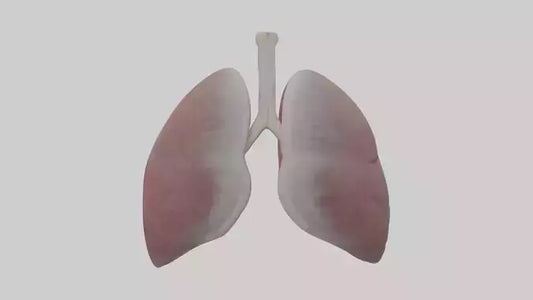 3D model Rabbit Lungs VR / AR / low-poly
