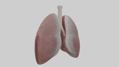 3D model Rabbit Lungs VR / AR / low-poly