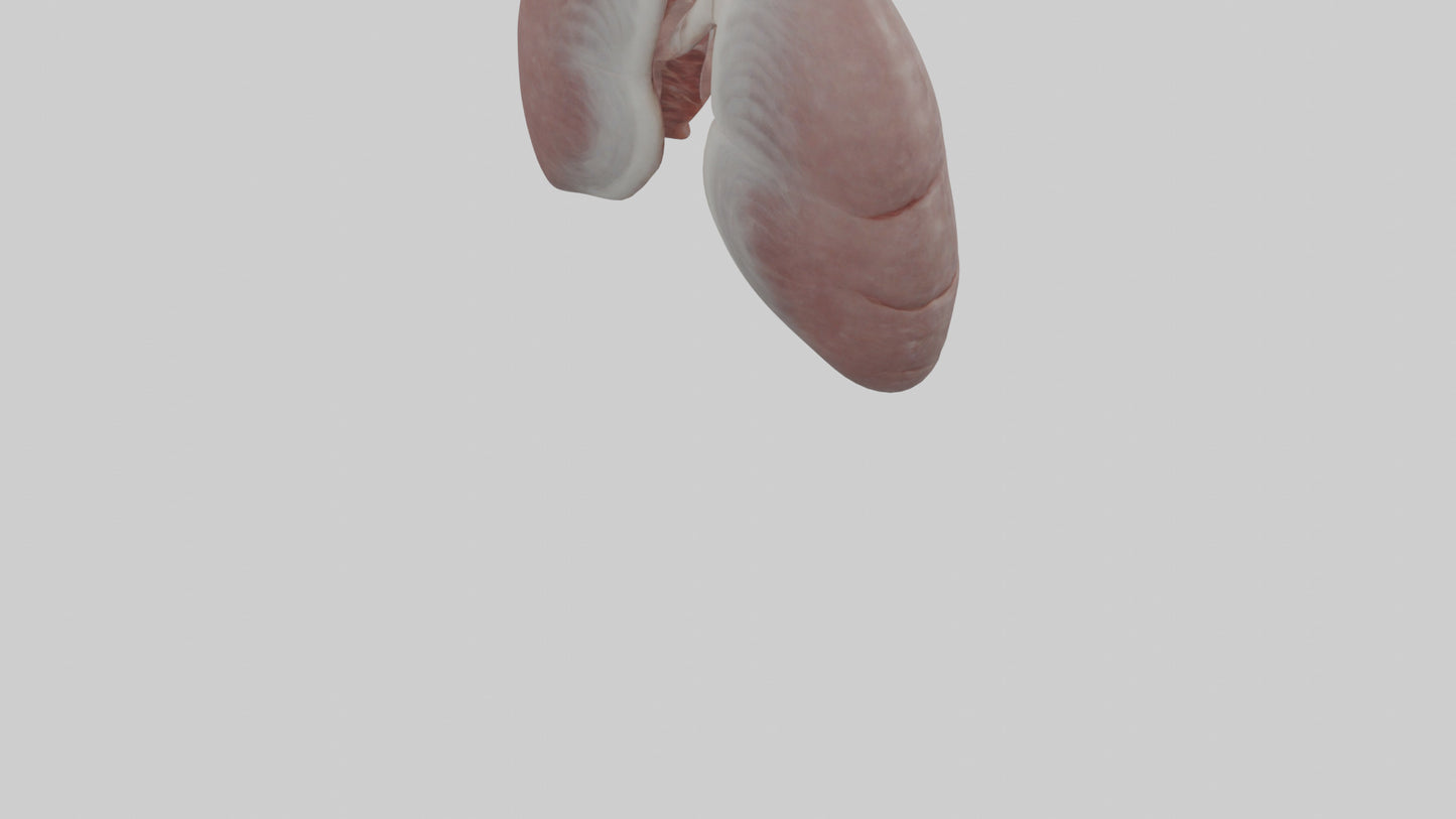 3D model Rabbit Lungs VR / AR / low-poly