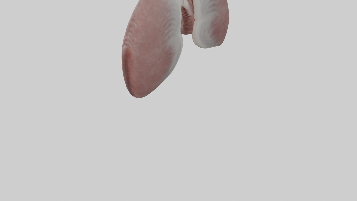 3D model Rabbit Lungs VR / AR / low-poly