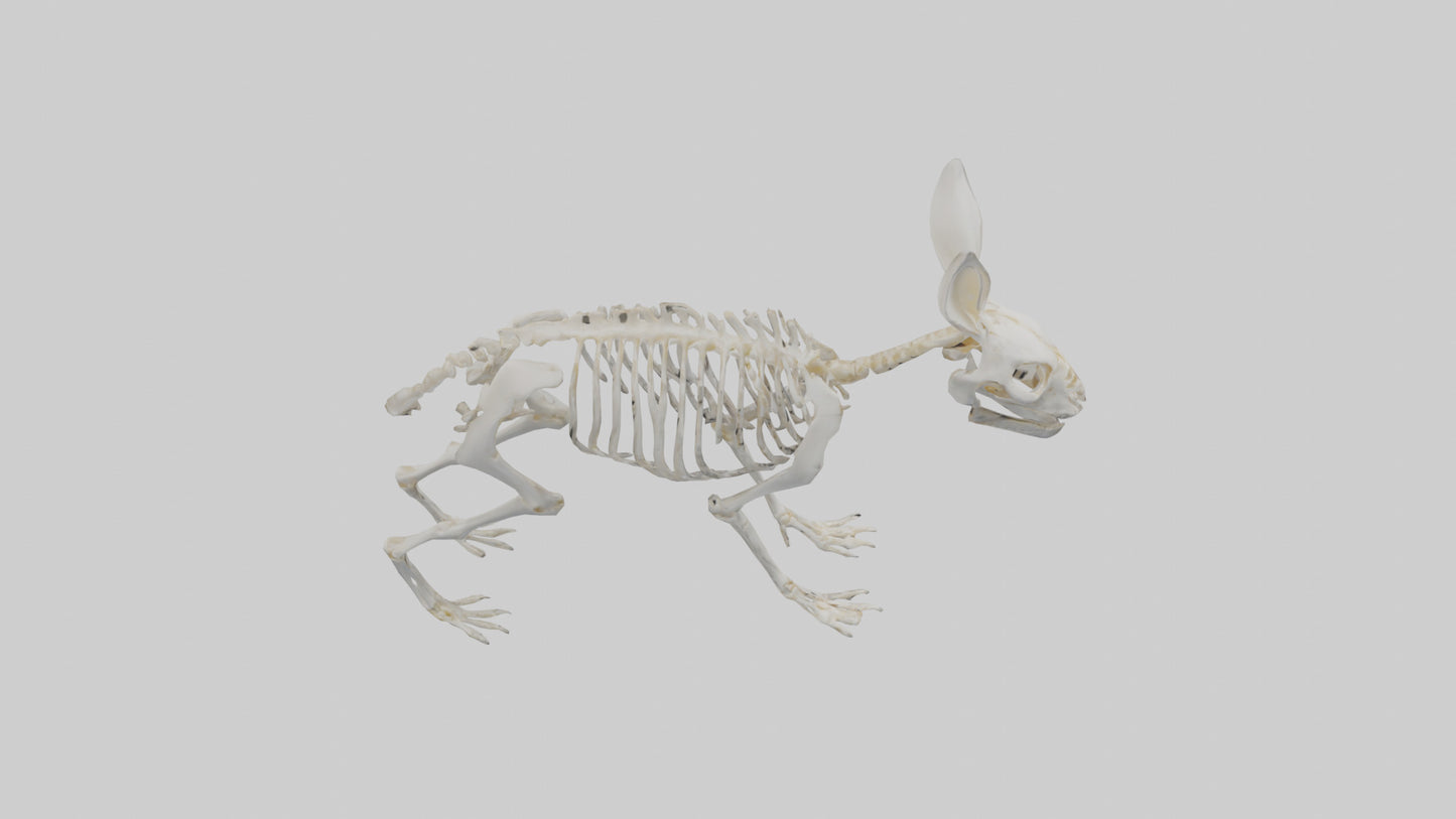 3D model Rabbit Skeleton model VR / AR / low-poly