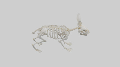 3D model Rabbit Skeleton model VR / AR / low-poly