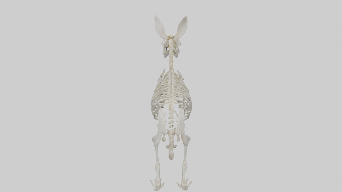 3D model Rabbit Skeleton model VR / AR / low-poly