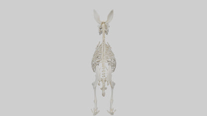 3D model Rabbit Skeleton model VR / AR / low-poly