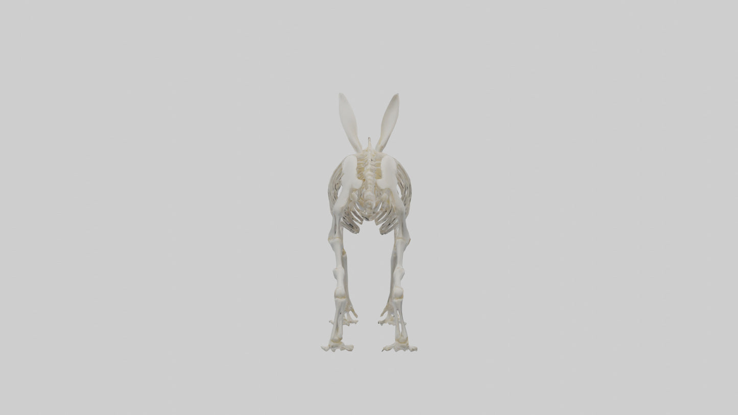 3D model Rabbit Skeleton model VR / AR / low-poly
