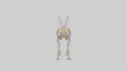 3D model Rabbit Skeleton model VR / AR / low-poly
