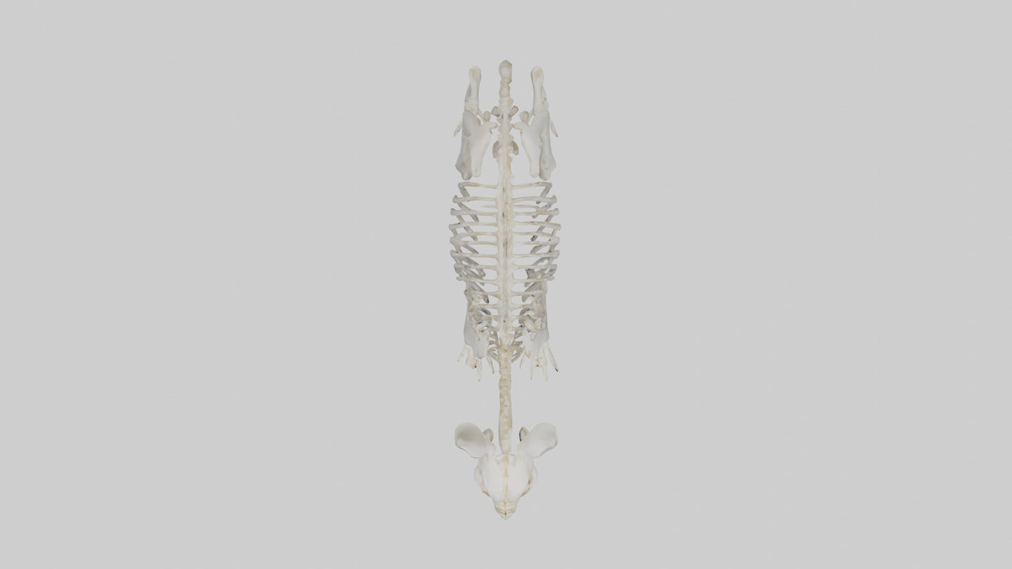 3D model Rabbit Skeleton model VR / AR / low-poly