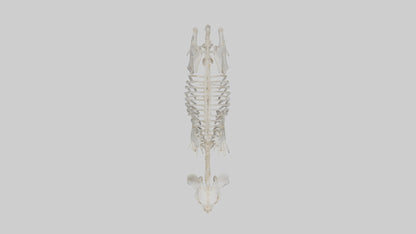 3D model Rabbit Skeleton model VR / AR / low-poly