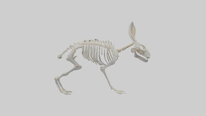 3D model Rabbit Skeleton model VR / AR / low-poly