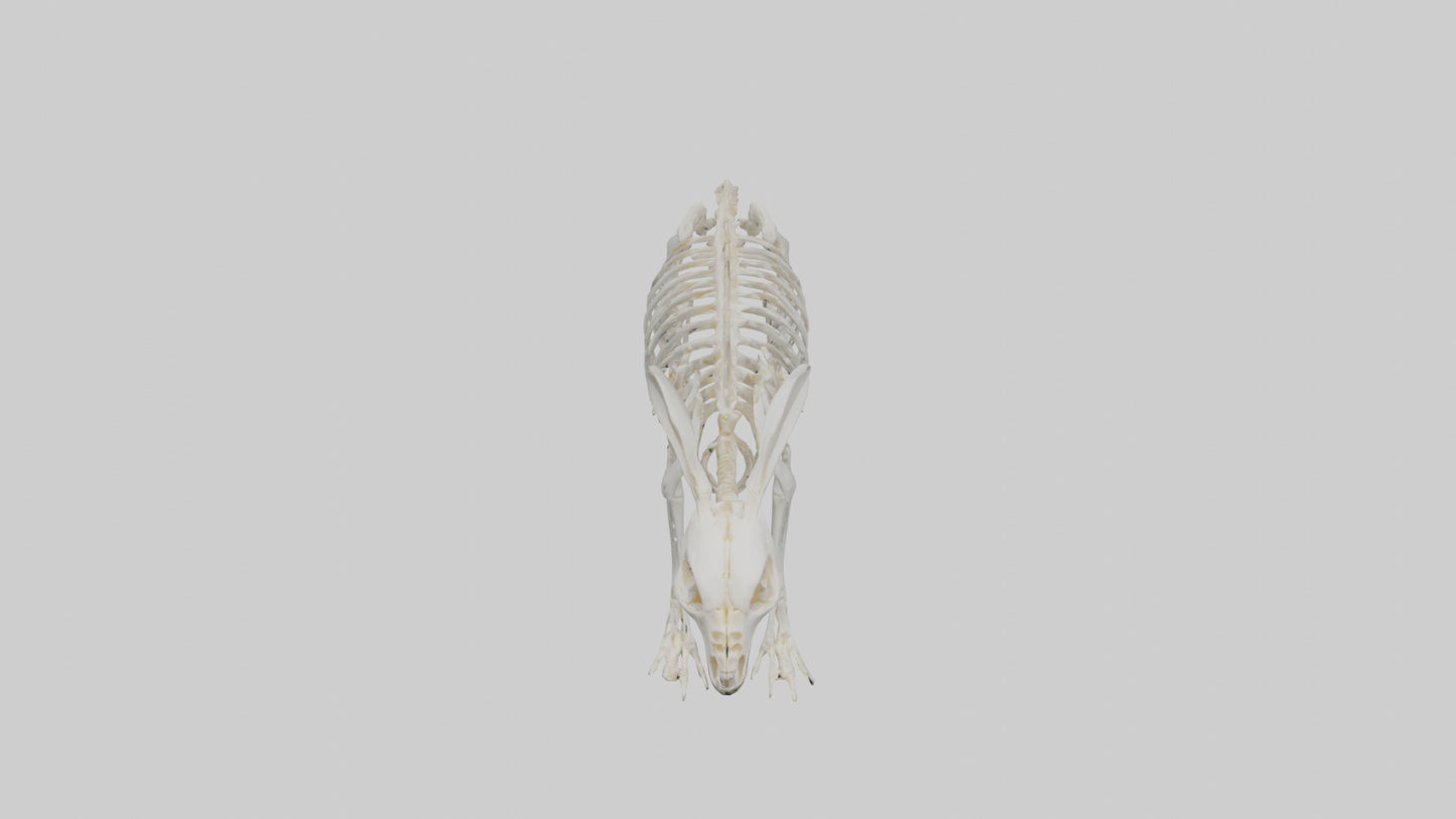 3D model Rabbit Skeleton model VR / AR / low-poly
