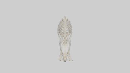 3D model Rabbit Skeleton model VR / AR / low-poly