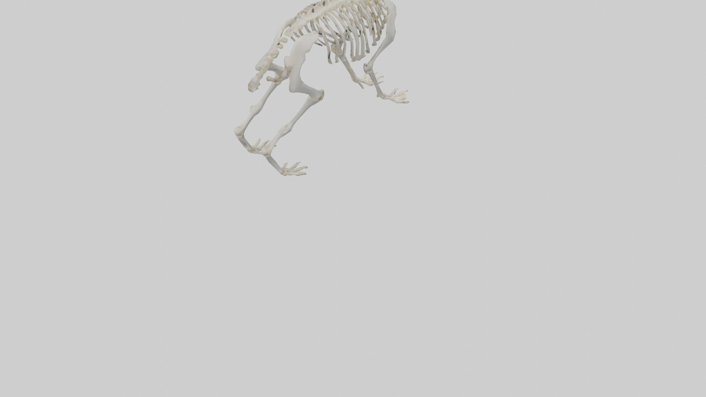3D model Rabbit Skeleton model VR / AR / low-poly