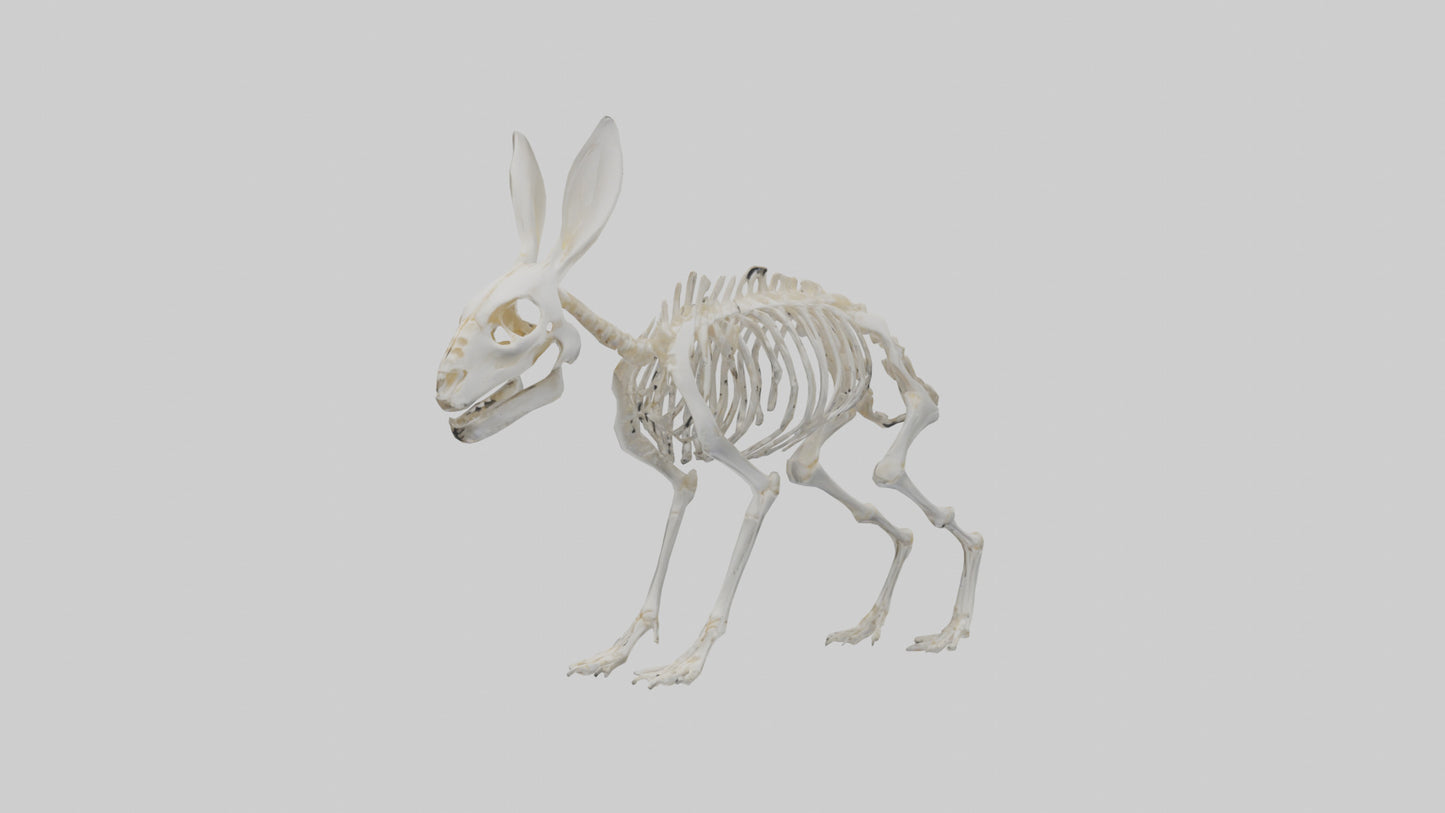 3D model Rabbit Skeleton model VR / AR / low-poly