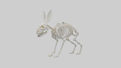 3D model Rabbit Skeleton model VR / AR / low-poly