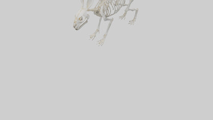 3D model Rabbit Skeleton model VR / AR / low-poly