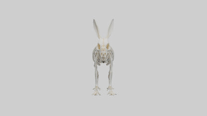 3D model Rabbit Skeleton model VR / AR / low-poly