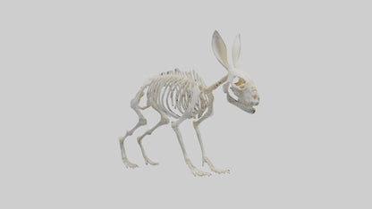 3D model Rabbit Skeleton model VR / AR / low-poly