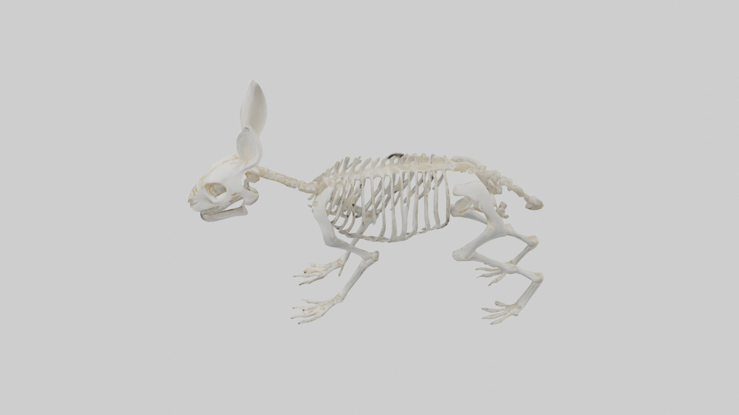 3D model Rabbit Skeleton model VR / AR / low-poly