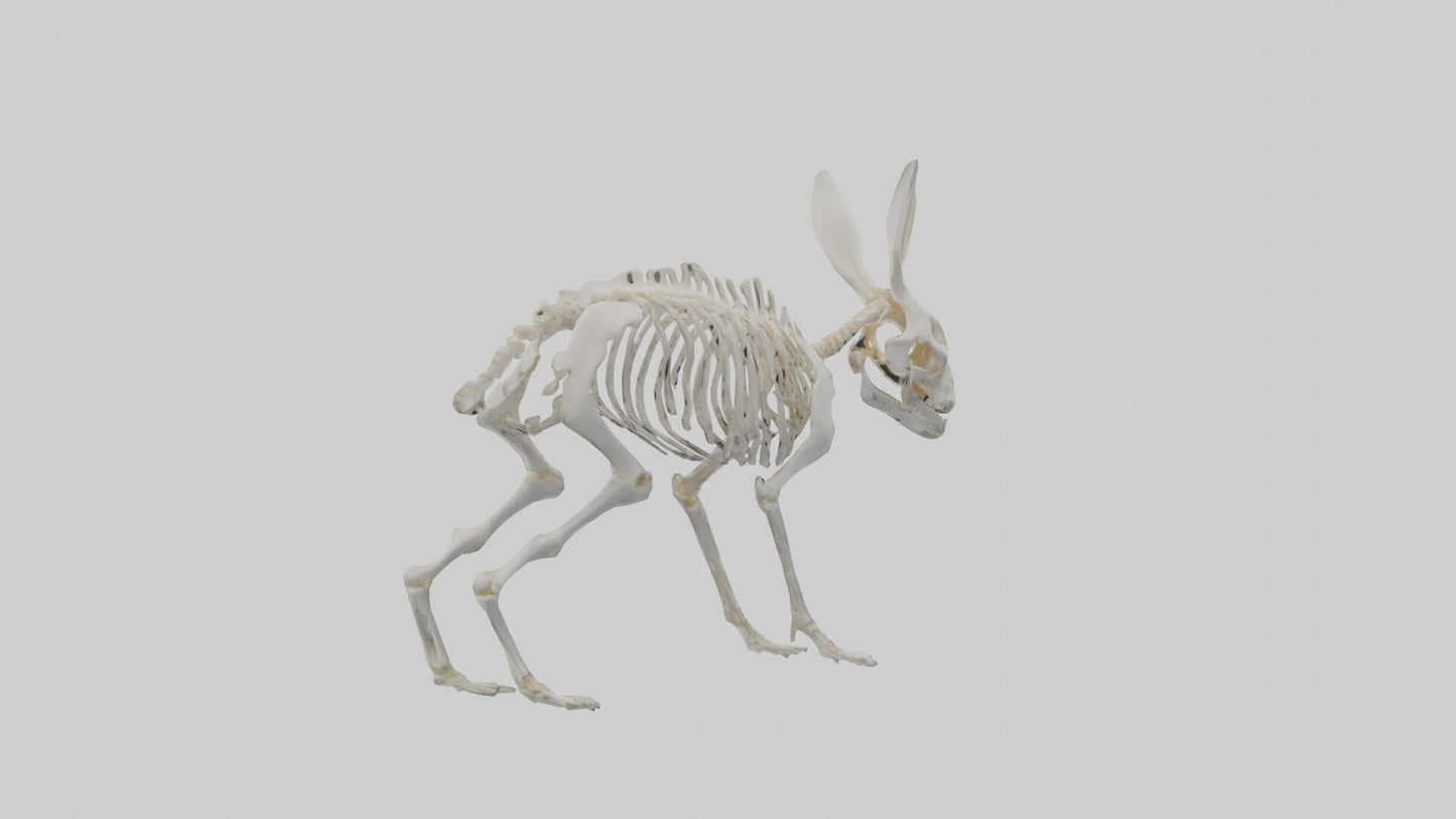 3D model Rabbit Skeleton model VR / AR / low-poly