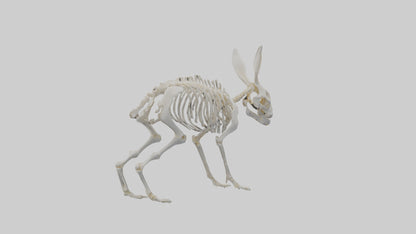 3D model Rabbit Skeleton model VR / AR / low-poly