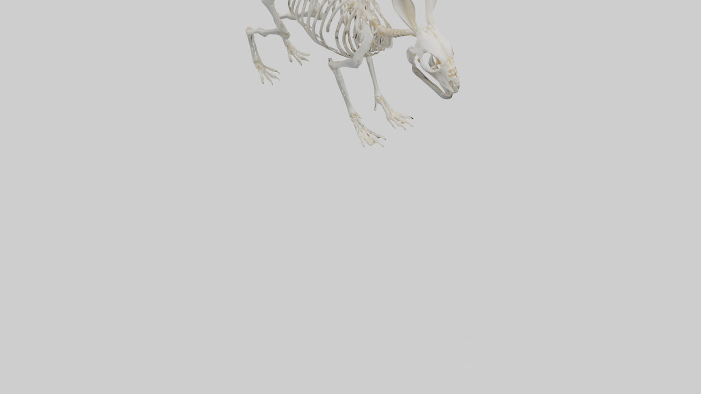 3D model Rabbit Skeleton model VR / AR / low-poly
