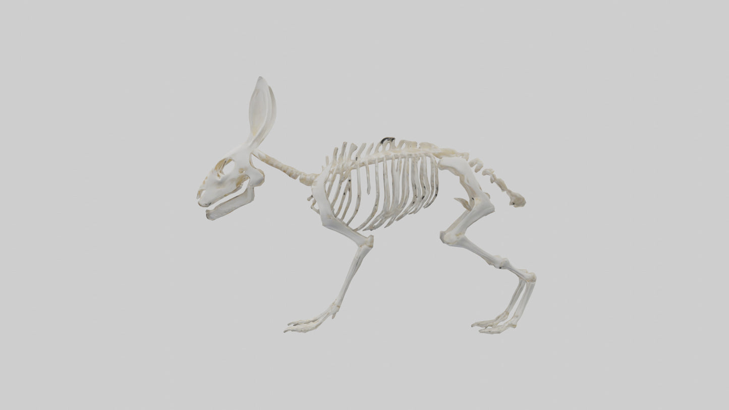 3D model Rabbit Skeleton model VR / AR / low-poly