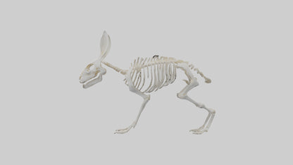 3D model Rabbit Skeleton model VR / AR / low-poly