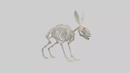 3D model Rabbit Skeleton model VR / AR / low-poly