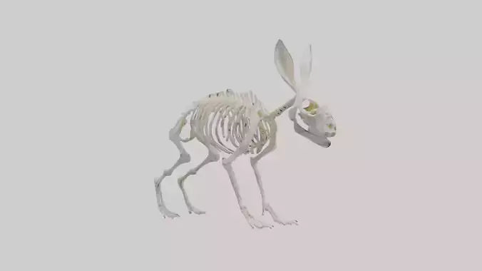 3D model Rabbit Skeleton model VR / AR / low-poly