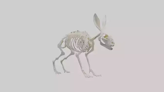 3D model Rabbit Skeleton model VR / AR / low-poly