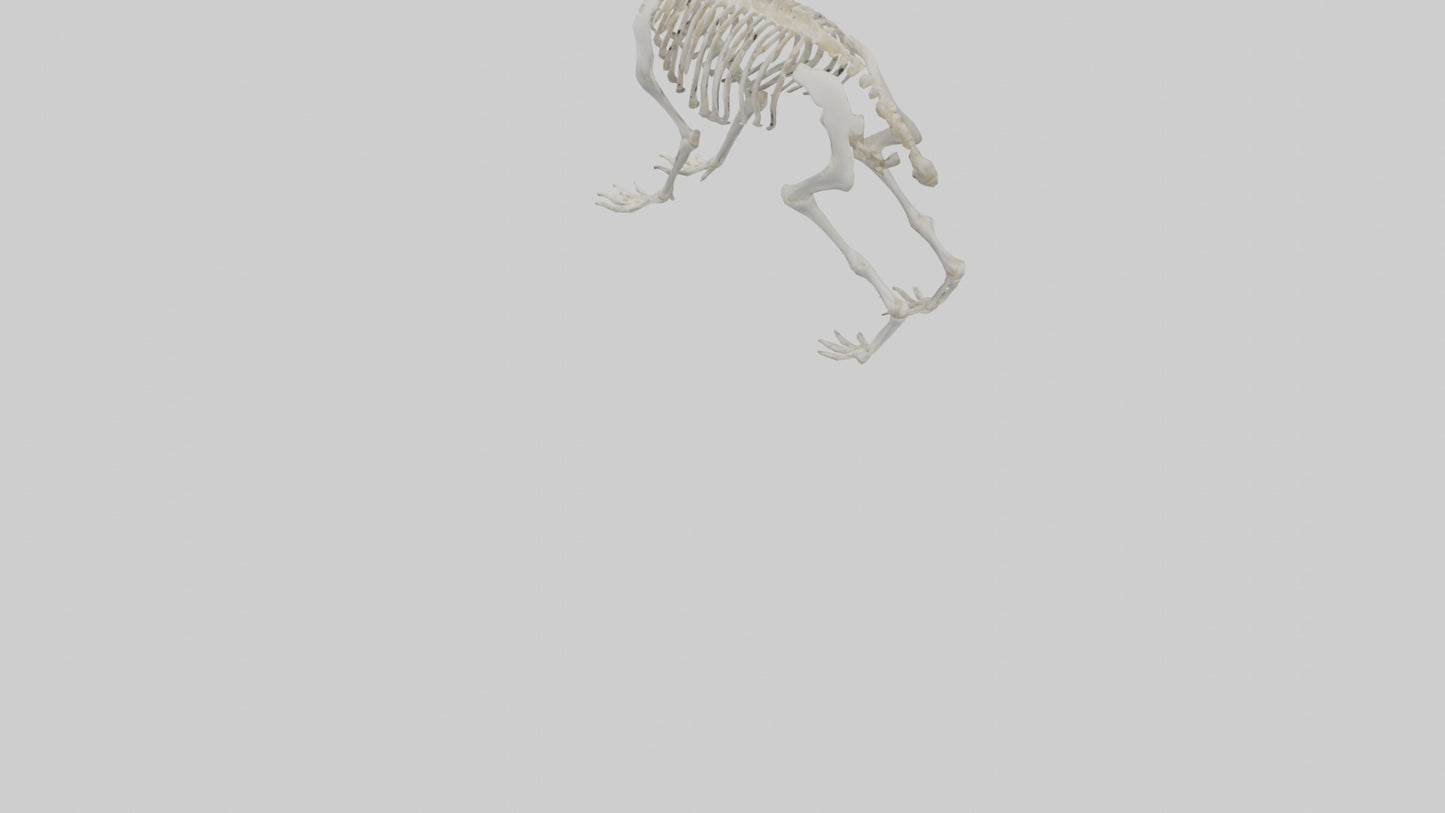 3D model Rabbit Skeleton model VR / AR / low-poly