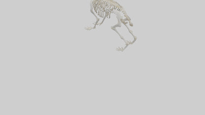 3D model Rabbit Skeleton model VR / AR / low-poly